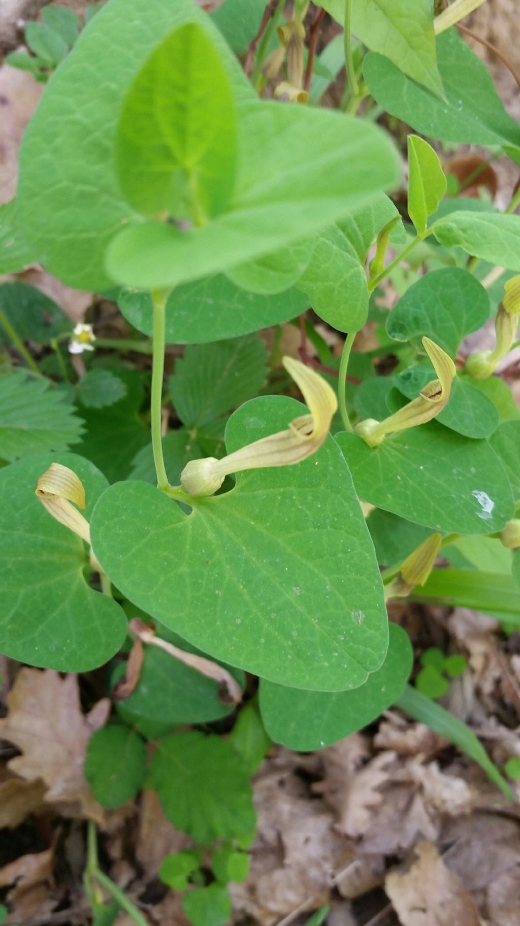 Aristolochia lutea Desf. (Aristolochiaceae)